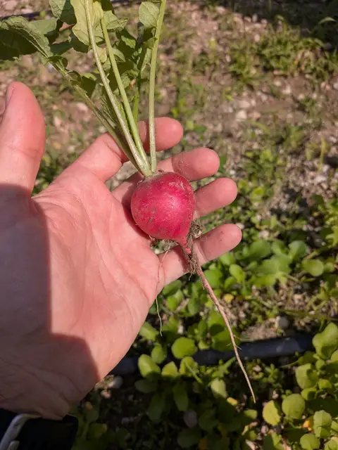 Coltivare un orto, anche piccolo, cambia il modo di guardare il cibo.