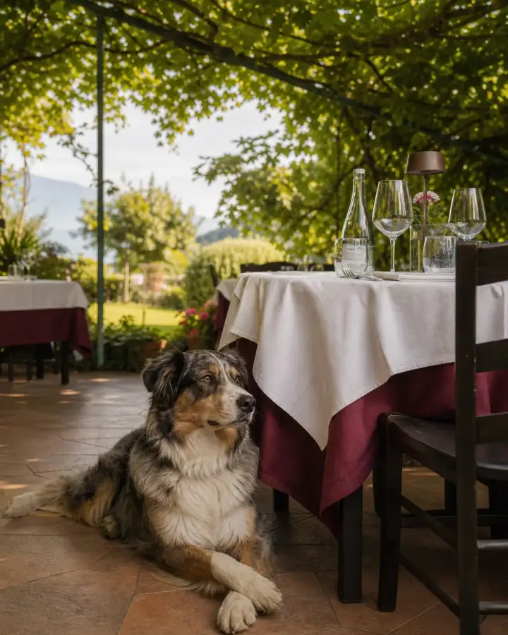 Ruhiger Hund neben einem Restauranttisch im Freien, illustrative Darstellung