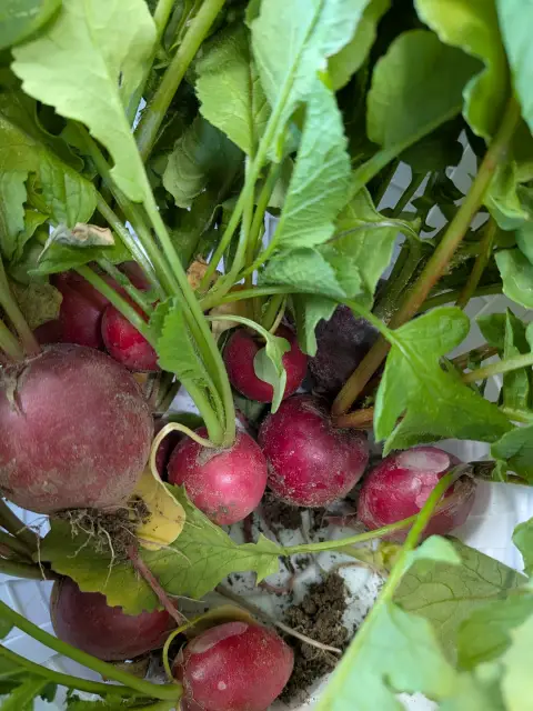 Fresh radishes from small local producers